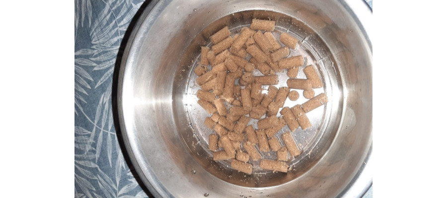 L'intérêt d'humidifier les croquettes