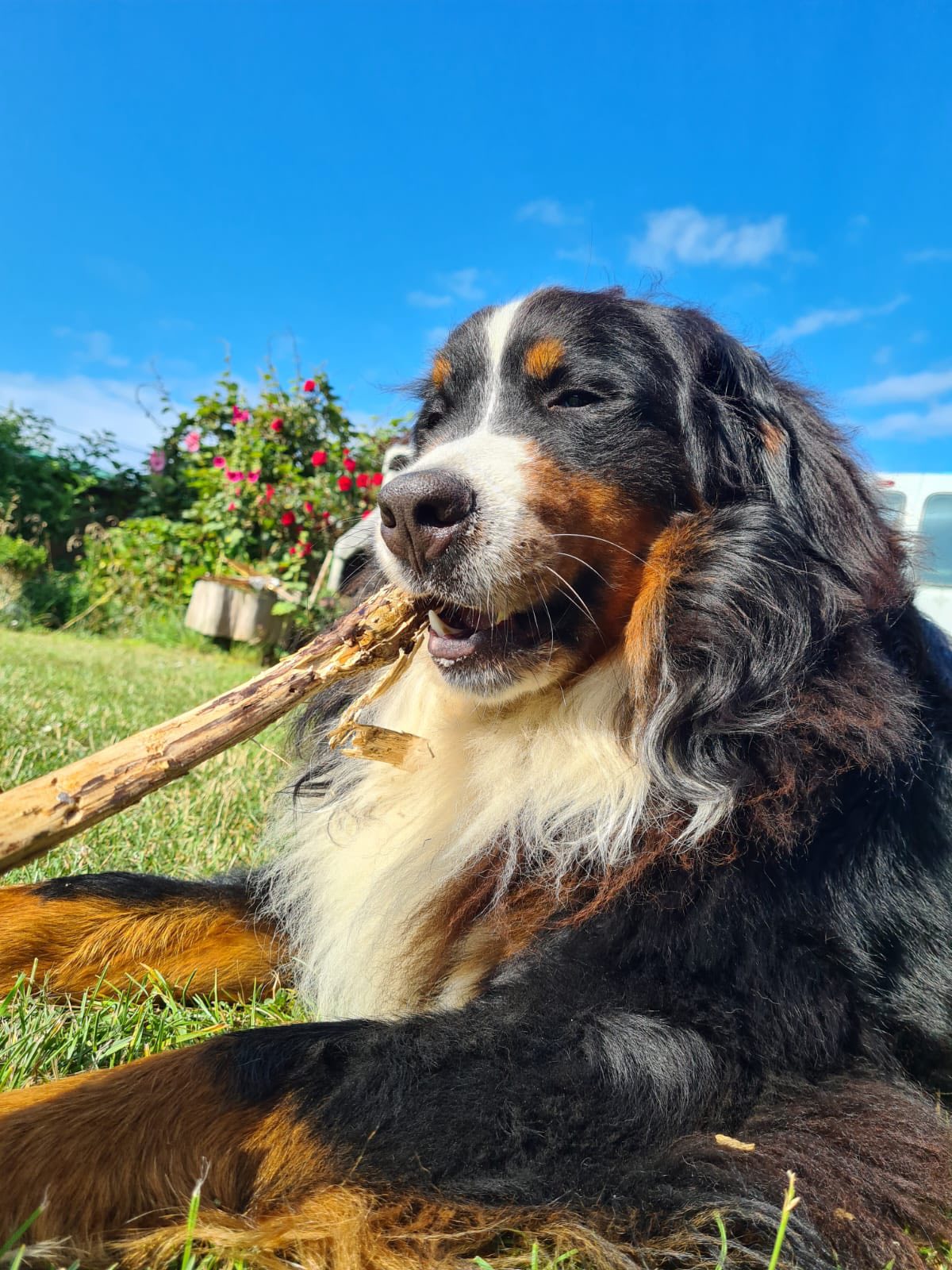 Ryo adore ENTRE CHIENS ET LOUPS