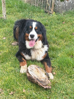 Vladimir du Domaine d'Alvheim aime ENTRE CHIENS ET LOUPS